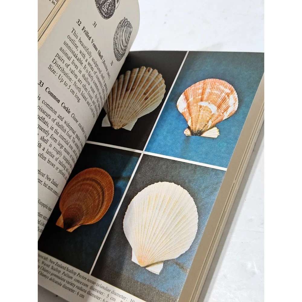New Zealand Shells - John Child - 1974 Fontana Periwinkle